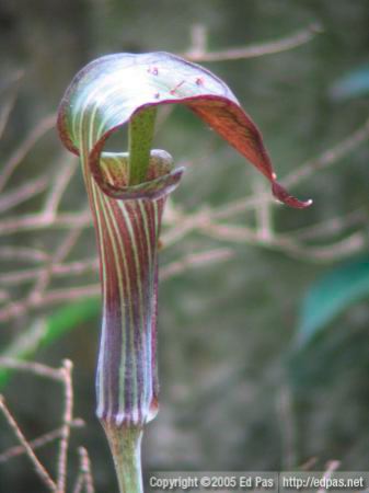 detail of a pitcher plant
