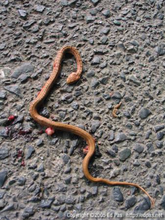 roadkill mamushi (Japanese pit viper)