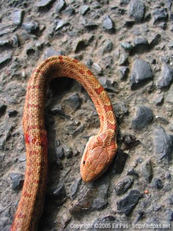 detail of roadkill mamushi (Japanese pit viper)