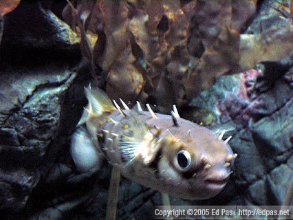 Anonymous pufferfish, Shimonoseki Aquarium