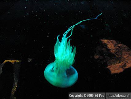 Glowing green jellyfish, Shimonoseki Aquarium