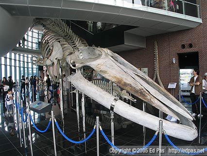 Skeleton of blue whale, Shimonoseki Aquarium