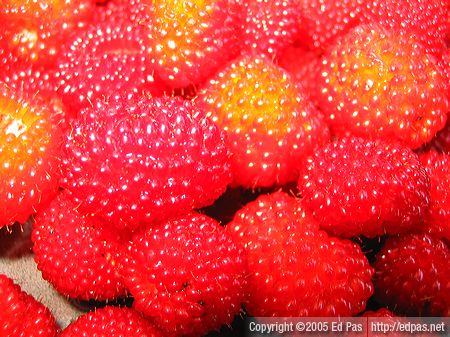 close-up of Japanese raspberries