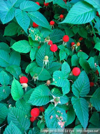Japanese raspberry bushes growing beside the student entrance to Yahata High School