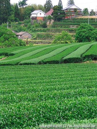 photo of tea farms in the hills between Ukiha City and Hoshino Village