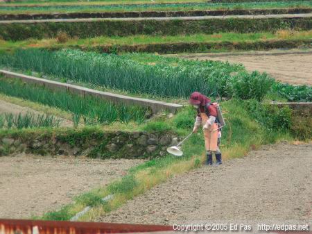 a woman spraying herbicide on the divider between fields in Kokura Minami