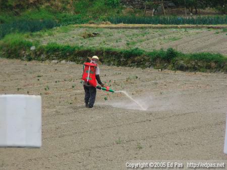 a woman spreading fertilizer on a field in Kokura Minami (back view)