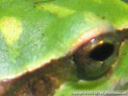 crop of frog closeup, at actual size, 72 dpi