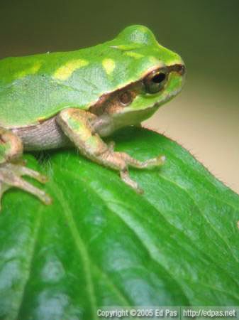 closeup of a small frog sitting on a leaf