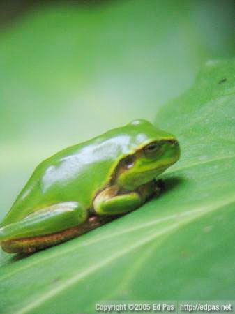 young frog sitting on a leaf