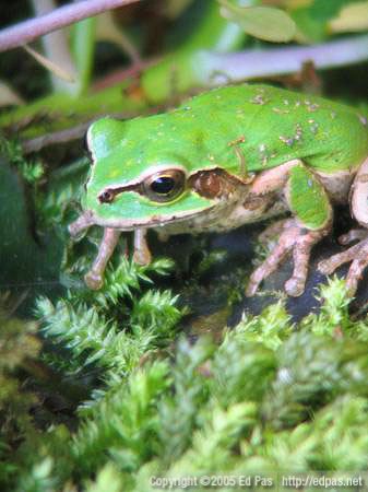closeup of a frog sitting in moss