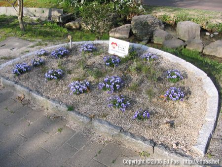 flower bed with purple-and-white flowers; creek in background