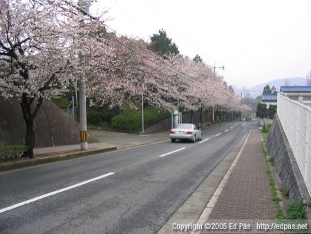 A view down the hill, showing the sakura-lined road that leads to the school