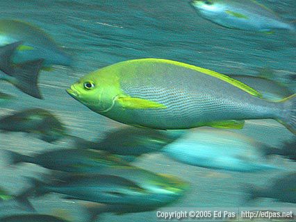Close up of yellow fish in the big tank, Shimonoseki Aquarium