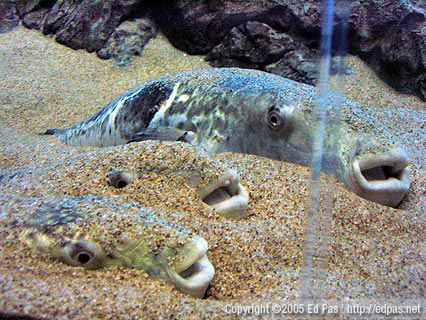 Fugu resting in the sand, Shimonoseki Aquarium