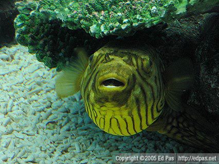 Striped yellow puffer, Shimonoseki Aquarium