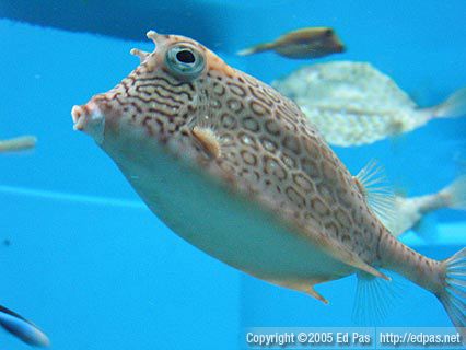 The Supreme Noser (Box Puffer), Shimonoseki Aquarium