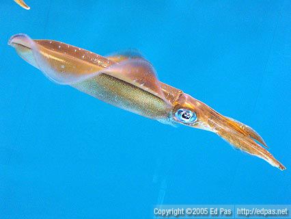 Squid, Shimonoseki Aquarium