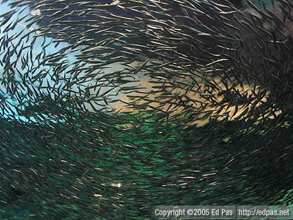 School of fish, Shimonoseki Aquarium