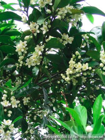 photo of jasmine flowers