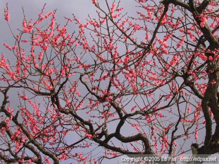 photo of plum blossoms