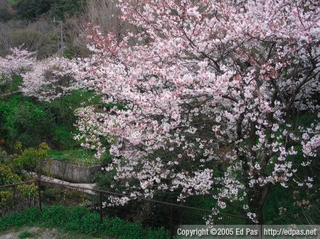 photo of cherry blossoms