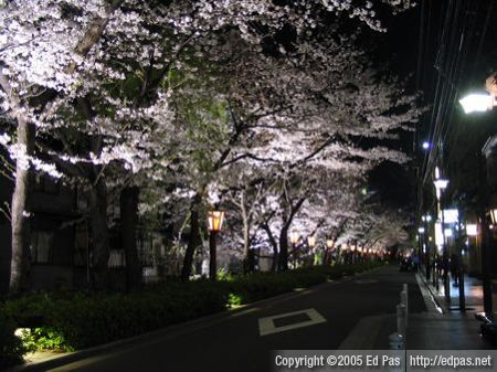 photo of cherry blossoms at night in Kyoto