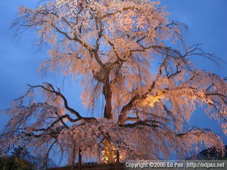 photo of giant cherry tree in park near Kyoto Gion